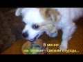 Собака - пожирательница огурцов)))