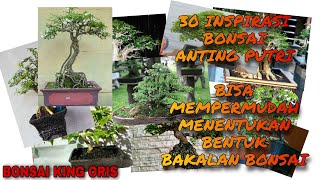 30+ INSPIRASI BONSAI KONTES ANTING PUTRI # BONSAI INDONESIA # NO 7 PALING UNIK DARI HASIL SURVEY #