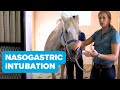 Equine training nasogastric intubation