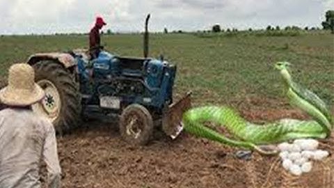 Amazing Brave Man Catch Biggest Snakes While Walking After The Tractor