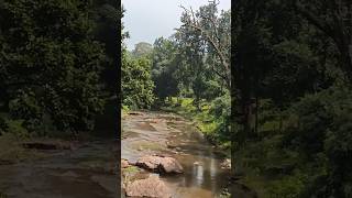 The lush lush green forest? a life time adventure ? ?shorts viral shortfeed travel