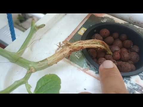 Video: Apa Penyebab Gummy Stem Blight - Pelajari Tentang Gummy Stem Blight Of Semangka