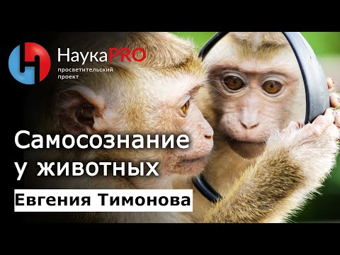 Видео: Осознают ли какие-нибудь животные самосознание?