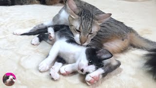 How to teach an older cat, who doesn't know its parents, to love a rescued stray kitten