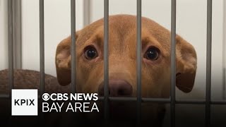 How pandemic-era puppies, kittens are filling San Francisco shelters