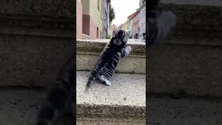 Eine Katze, die die Treppe hinaufgeht 9 #cat #kitten #shorts