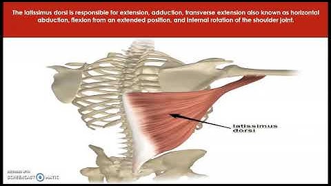 Muscles Involved in Softball Throwing Group 6 KIB1002