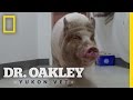 Mo' Pig, Mo' Problems | Dr. Oakley, Yukon Vet