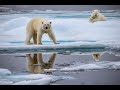 Los osos polares tienen fecha de extinción