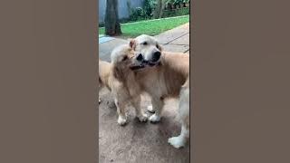 TRIPLE S LIVE - GA PUPPIES GA SNOWA SEMUA GANGGUIN OWEE! OWEE PASRAH..