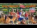 German Shepherd || മീഡിയം ബഡ്ജറ്റിൽ ജർമൻ ഷെപ്പേർഡ് പപ്പികളെ വാങ്ങാം