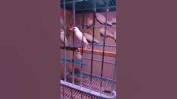 Beauty of Fawn java | Birds Fusion #Shorts #Viral