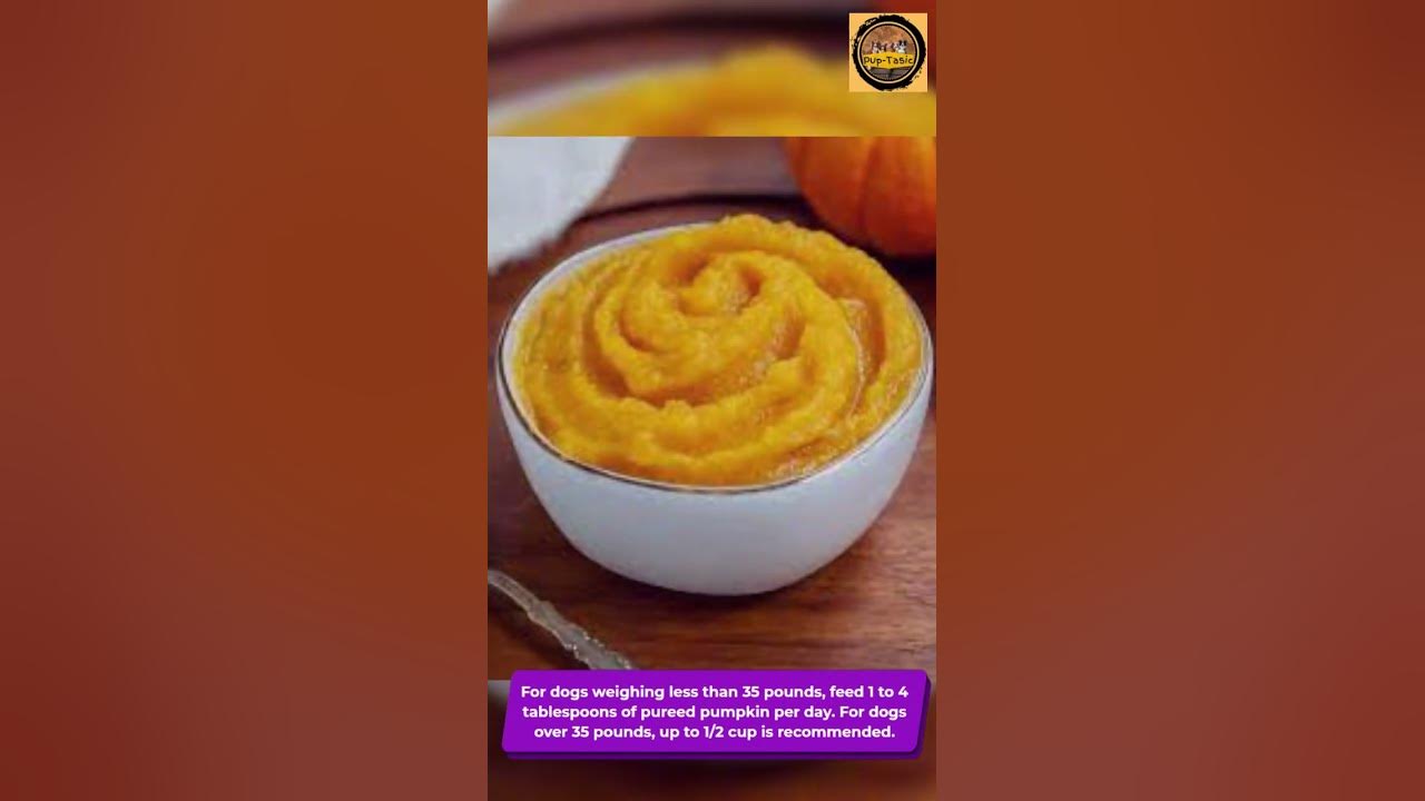 how-much-pumpkin-for-dogs-youtube