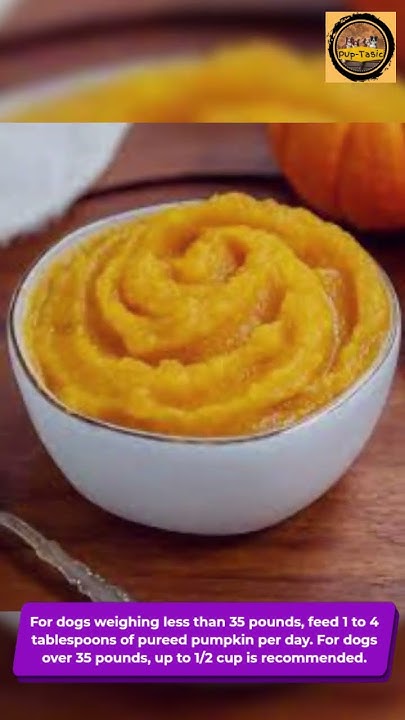 How Much Pumpkin For Dogs YouTube how-much-pumpkin-for-dogs-youtube