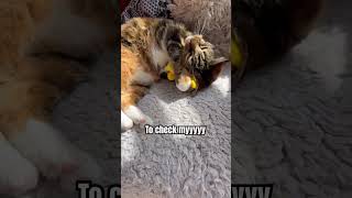 Time For Gnocchis Morning Routine