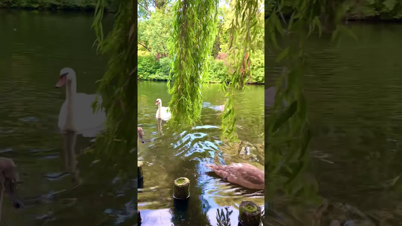 Deutschland Nature Berlin  2021 - tiergarten