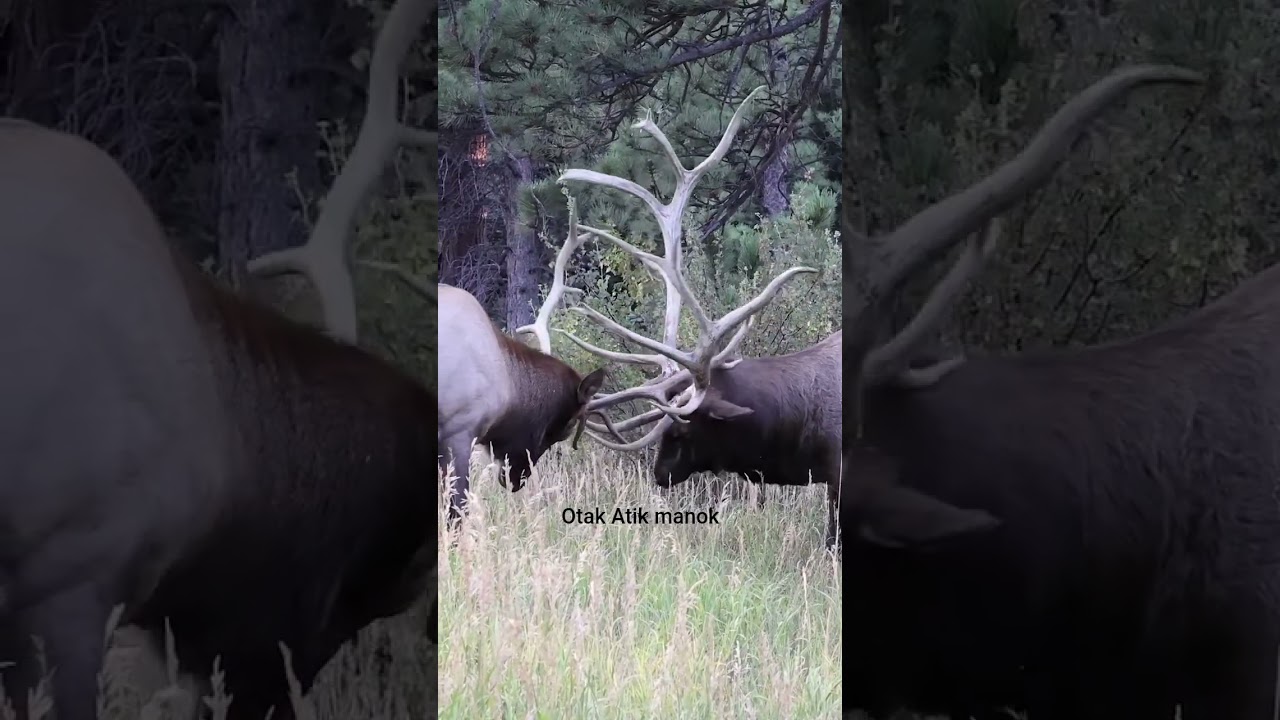 pertarungan rusa jantan, 