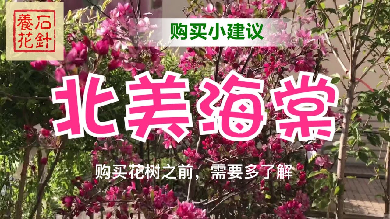 北美海棠 购买前的介绍 Youtube