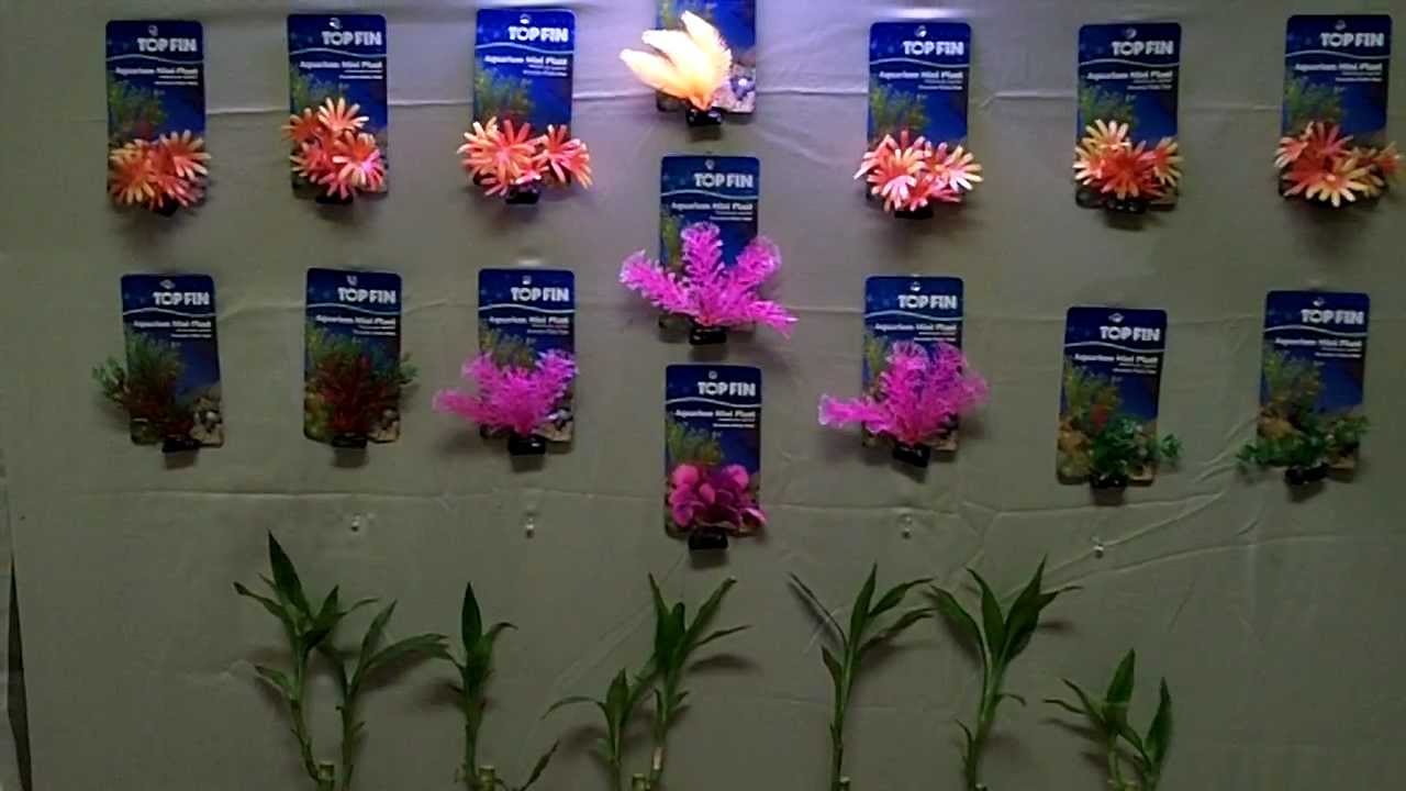 absolutely best quality betta bamboo & plants! YouTube