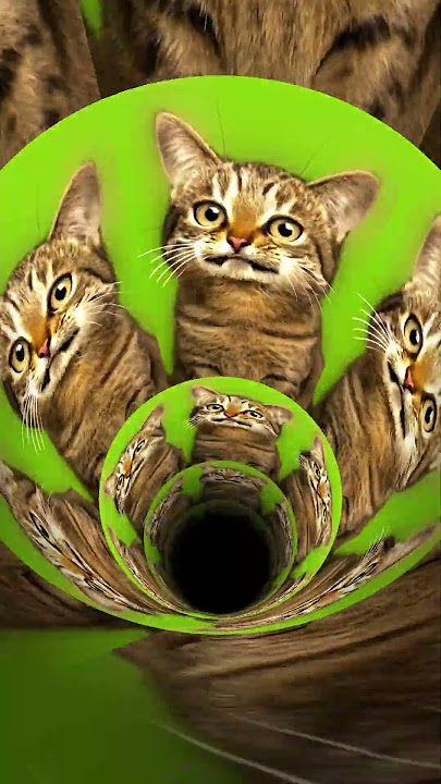 Meme Cat Singing iPhone Ringtone | The Most Dramatic Meow Ever📱😹