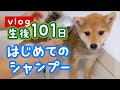 【衝撃の変化】はじめてのシャンプー | VLOG 【豆柴子犬】
