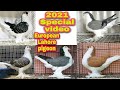 New year special video 2021 | World best | European Lahori Shirazi Fancy Pigeons | Maximum color |