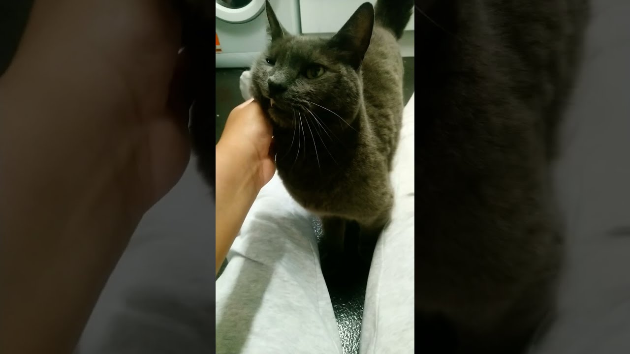 Stinky Rubble Cats Fyp Viral Smellycat Sour Smellylittleboy