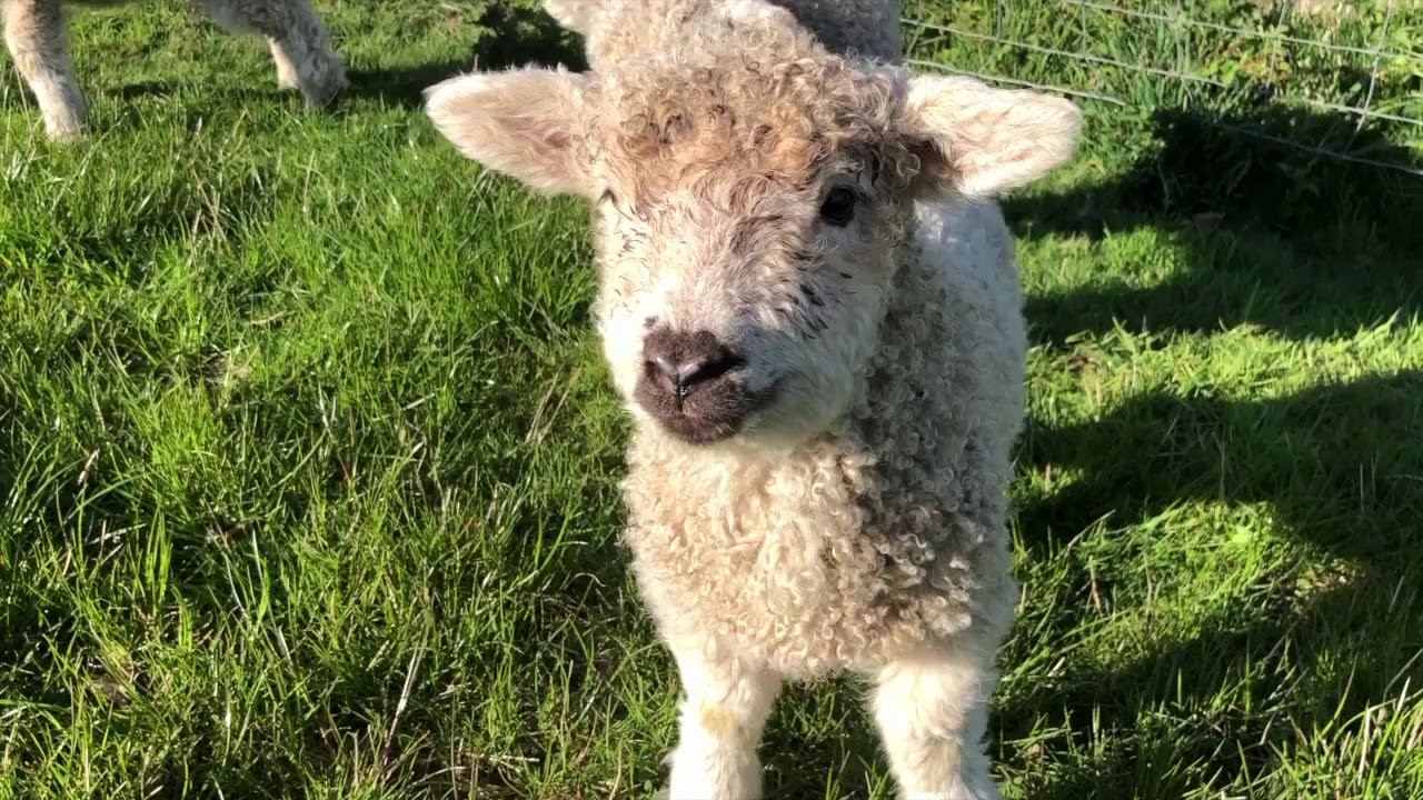 Bill Greyface Dartmoor sheep for sale in Devon, Moorparks Holiday
