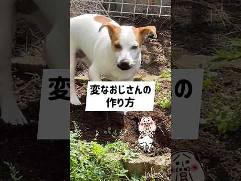 だっふんだ〜👴🏻ジャックラッセルテリアのひまわり＆つばき【ひまチャンネル】#shorts#jackrussellterrier #犬のいる生活