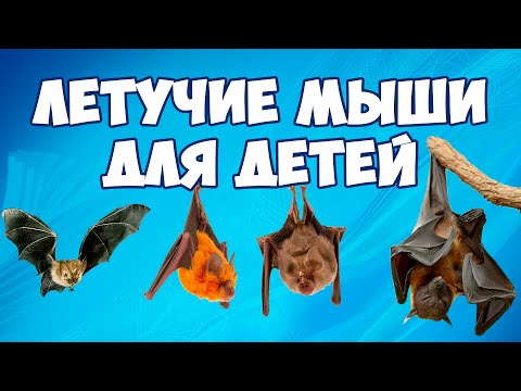 Летучие мыши для детей - развивающее видео | Карточки Домана | Школа Монтессори для самых маленьких