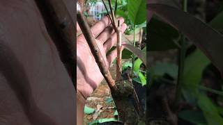 Rose Apple Grafting Results | Perfect!