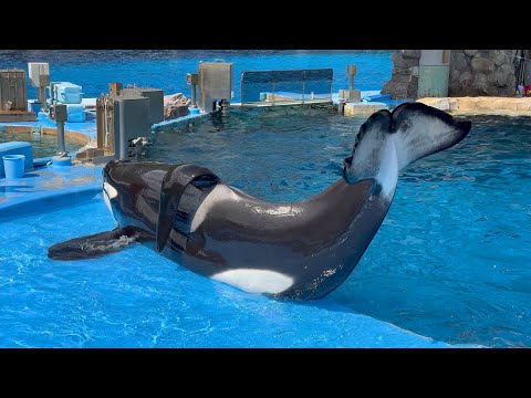 このセットはラスト！名古屋港水族館 シャチ アース リン セット レア 名古屋港水族館 アース リン グッズセット - メルカリ