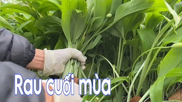 Đi hái rau rừng bất ngờ gặp me đất. Nông dân thu hoạch măng tây xanh | Cuộc sống ở Đức