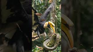 #Wildlife #PythonAttack #Hornbill #NatureStory #AnimalRescue #JungleLife #NZTVStyle #Shorts 🔥