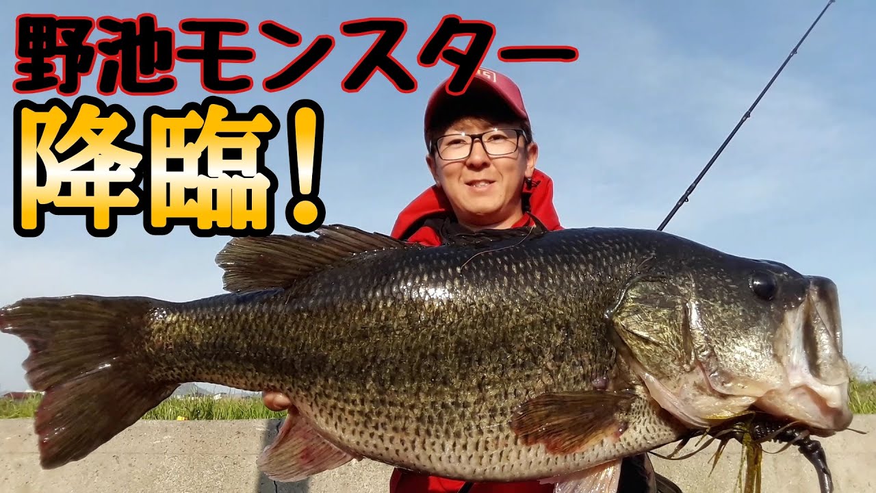 野池の主 ホンマにヤバいの釣れました Youtube