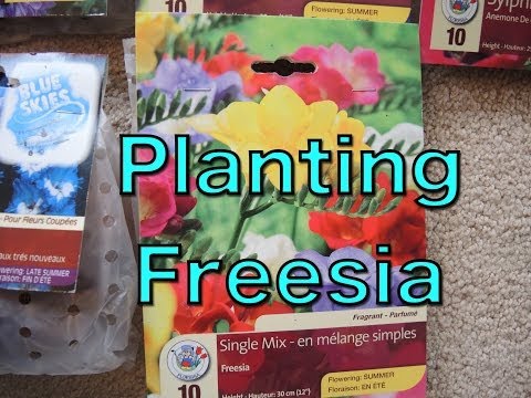 Video: Can You Force Freesia Bulbs: Mga Tip Sa Pagpipilit sa Freesia Bulbs Sa loob ng bahay