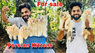 Persian Cats For Sale | Top Quality Pure Persian Kitten | Cats for sale | persian cat price in india