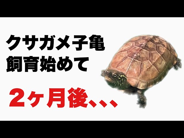 【クサガメ】子亀を飼育して２ヶ月が経ちました。そして２匹の