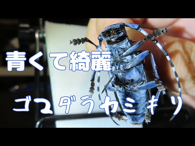 青くて綺麗！ゴマダラカミキリ ゴマダラカミキリの標本を見ながら