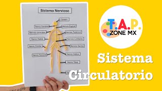 How to Make a Model of the Nervous System - TAP ZONE Mx
