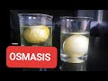 Osmosis Experiment: The Journey of Water Through Membranes