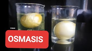 OSMOSIS EXPERIMENT WITH RAW EGGS