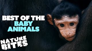 Best of the Baby Animals at Chester Zoo | The Secret Life of the Zoo | Nature Bites