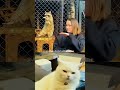 Cats Imitating OWNERS 😹🔥 #catsoftiktok #funny