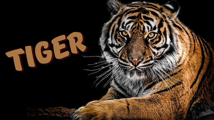 Unique Tigers Collection 8K HDR 60FPS ULTRA HD - Wildlife