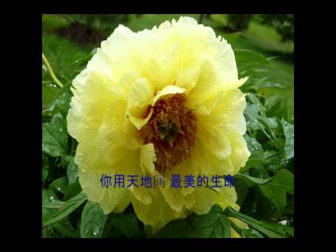 Peony 国色天香花中之王 牡丹花开我家 品种很多 Youtube