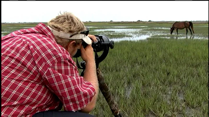 Wild Horses - Shackleford Banks, NC