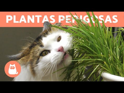 Vídeo: Quais Plantas São Perigosas Para Os Gatos
