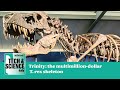 &#39;Trinity&#39;: Why huge T-rex skeleton will be studied by UK scientists ...Tech &amp; Science Daily podcast