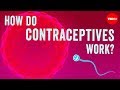 How do contraceptives work? - NWHunter